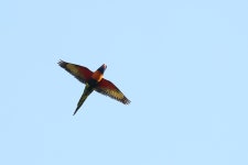 Trichoglossus rubritorquis from Darwin NT, Australia on 2023년 09월 23일 (토) at 05:39 오후 by Todd Burrows · iNaturalist... 