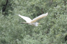 중대백로 from Szaporca, 7843 Magyarország on 2024년 05월 11일 (토) at 11:45 오전 by Arnold Móra · iNaturalist 중대백로... 
