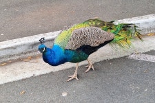 인도공작 from Launceston TAS, Australia on 2024년 05월 08일... 오후 by Lorix J. Bertling · iNaturalist 인도공작 (Pavo cristatus)