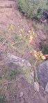 Erythrostemon gilliesii from Lakeview, CA 92567, USA on 2024년 05월 15일 (수) at 07:39 오후 by Kayse Ray · iNaturalist... 