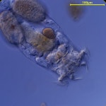 Brachionus diversicornis from 中国济南市历下区大明湖 邮政编码: 250011 on 2024년 05월 20일 (월) at 08:36 오후 by Shuo Li... 