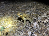 사탕수수두꺼비 from Grenada, Grenada, GD on 2024년 05월 21일... by blueshark978 · iNaturalist 사탕수수두꺼비 (Rhinella marina)