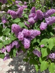 라일락 from улица Генерала Дюсенова... 10:46 오전 by Aisulu Abikenova · iNaturalist 라일락 (Syringa vulgaris)