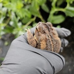 Incilius nebulifer from Mahncke Park, San Antonio, TX, USA on 2024년 05월 24일 (금) at 09:39 오전 by Barbara Merrill... 