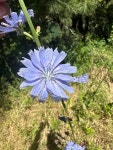 치커리 from Six Rivers National Forest, Burnt Ranch, CA, US on... (일) at 12:48 오후 by K · iNaturalist 치커리 (Cichorium intybus)