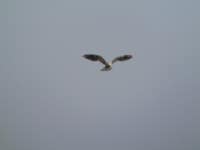흰꼬리솔개 from Quintero / Norte, Quintero, Región de Valparaíso, Chile on 2019년 04월 19일 (금) at 05:55 오후 by Nicolas... 