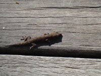 집도마뱀부치 from Boondall Wetlands Environment Centre, 31 Paperbark Dr, Boondall QLD 4034, Australia on 2024년 05월 29일 (수)... 