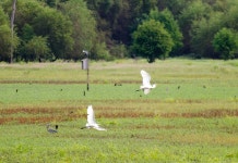 중대백로 from Greene County, GA, USA on 2012년 09월 03일 (월) at 10:01 오전 by William Wise. Dyar Pasture Waterfowl... 