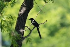 까치 from 대한민국 대전광역시 유성구 봉명동 유림공원 전망대 on 2024년 05월 31일 (금) at 01:52 오후 by 낭만작가 윤희찬... 