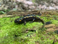 Ambystoma maculatum in 6월 2024 by Tom Lee · iNaturalist Ambystoma maculatum