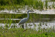 쇠백로 from Szaporca, 7843 Magyarország on 2024년 06월 02일 (일) at 04:02 오후 by Arnold Móra · iNaturalist 쇠백로... 