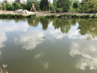 쇠물닭 from Pod spalovnou, Praha, Hlavní město Praha, CZ on 2019년 05월 18일 (토) at 03:36 오후 by Zdenek Glazer... 