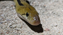 Coelognathus helena helena from GGMX+QGG, Badshahpet, Secunderabad, Telangana 500078, India on 2024년 06월 08일 (토) at 07:38... 