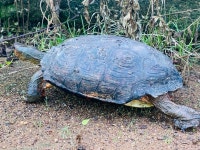 Rhinoclemmys pulcherrima from Q7RP+RCC, b, El Salvador on 2024년 06월 09일 (일) at 11:10 오전 by Alexander Guevara... 