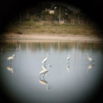 쇠백로 from 5W72+G98, Enkomi 99500 on 2024년 06월 10일 (월) at 08:38 오전 by Dagmar Stol. 30 individuals total · iNaturalist... 