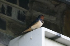 제비 from Parc, Bargoed CF81 9NR, Regno Unito on 2024년 06월 03일 (월) at 08:08 오후 by Fabio Manca · iNaturalist 제비... 