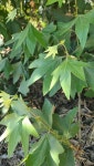 Platanus racemosa from Bakersfield, CA 93308, USA on 2024년... (수) at 10:57 오전 by Jonathon Flores · iNaturalist Platanus racemosa