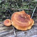 Lentinus substrictus from 305013, Клюквинский, Курская область, RU on 2019년 05월 24일 (금) at 03:37... 