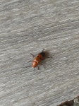 Nemognatha chrysomelina from 5PPC+PVQ, Star Dojran, North Macedonia on 2024년 06월 29일 (토) at 03:38 오후 by Teodor Tasevski... 