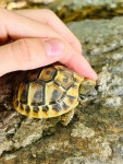 헤르만거북 in 7월 2024 by natureb0y · iNaturalist 헤르만거북 (Testudo hermanni)