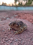 Pelobates cultripes from Urb. Nuevo Camposol, 47680 Gordoncillo, Valladolid, España on 2024년 07월 05일 (금) at 09:59 오후 by... 