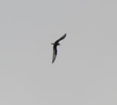 흰죽지제비갈매기 from Донецк on 2013년 07월 21일 (일) at 03:00 오후 by Vitaliy Mosienko · iNaturalist... 