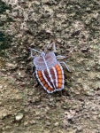 Tessaratoma papillosa from XRGP+VVW, Byculla East, Byculla, Mumbai, Maharashtra 400027, India on 2024년 07월 06일 (토) at 10:56... 