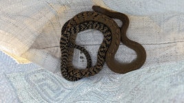 Ptyas mucosa from RXC2+9P3, Bonaigarh, Odisha 770038, India on 2024년 06월 09일 (일) at 05:36 오전 by Digvijay Pattnaik... 