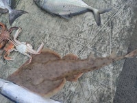 Rhinobatos lionotus from 27PJ+J2F, A-Block, Nochi Nagar, Mylapore, Chennai, Tamil Nadu 600004, India on 2024년 07월 09일 (화)... 
