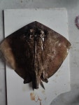 Neotrygon indica from 128/101, Mullima Nagar, Mandavelipakkam, Raja Annamalai Puram, Chennai, Tamil Nadu 600004, India on 2024년... 