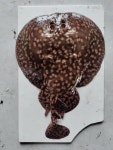 Torpedo panthera from 131/100, Mullima Nagar, Mandavelipakkam, Raja Annamalai Puram, Chennai, Tamil Nadu 600004, India on 2024년... 