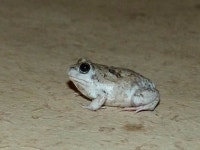 Pleurodema diplolister from Santo Amaro do Maranhão - MA, Brasil on 2016년 06월 23일 (목) by Eden Fontes · iNaturalist... 