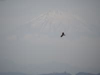 Milvus migrans lineatus from Denenchofu, Ota City, Tokyo 145-0071, Japan on 2023년 12월 27일 (수) at 11:58 오전 by Daniel D... 