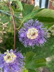 시계꽃속 in 7월 2024 by Horning Ashley · iNaturalist 시계꽃속 (Genus Passiflora)