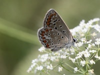 연푸른부전나비 from Таращанський район... by Liubov Ilminska · iNaturalist 연푸른부전나비 (Polyommatus icarus)