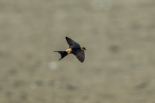 귀제비 from 대한민국 전라북도 고창군 상하면 구시포해변길 on 2024년 07월 31일 (수) at 07:39 오전 by Paul Ha · iNaturalist... 