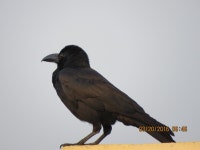큰부리까마귀 from 59/435 Valmiki Nagar, Thiruvalluvar Nagar, Thiruvanmiyur Chennai, Tamil Nadu 600041 on 2016년 03월 20일 (일)... 
