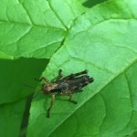 Melanoplus from County Oxbow Park, Byron, MN, US on 2019년 06월 05일 (수) at 10:57 오전 by jess900127 · iNaturalist Genus... 