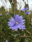 치커리 from 4582–4816 Morning Glory Dr, Reading township, MI... 오전 by Whitney Yoerger · iNaturalist 치커리 (Cichorium intybus)