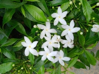 Tabernaemontana divaricata from PVQ8+C8J, Pakki Dhaki, Old Heritage City, Jammu, 180001 on 2024년 08월 13일 (화) at 10:53 오전... 