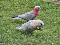 Cacatua sanguinea × Eolophus roseicapilla in 8월 2024 by Nick · iNaturalist 교잡종 Cacatua sanguinea × Eolophus roseicapilla