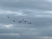 댕기물떼새 from Naturpark Our, Lieler, Distrikt Diekirch, LU on 2024년 08월 01일 (목) at 08:04 오전 by Kevin Parmentier... 