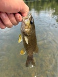 Micropterus dolomieu from Potomac River, Oldtown, MD, US on 2024년 08월 15일 (목) at 03:30 오후 by RiskyFisk · iNaturalist... 