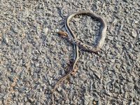 Coelognathus helena helena from Kota, 4RP5+4R5, Vardhaman Mahaveer Open University, Akelgarh, Kota, Rajasthan 324010, India on... 