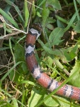 Lampropeltis triangulum from Oxbow Park, Byron, MN, US on 2024년 08월 21일 (수) at 10:33 오전 by jess900127 · iNaturalist... 