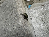 점박이꽃무지 from 감내2로, 釜山廣域市, 釜山廣域市, KR on 2024년 07월 27일 (토) at 04:04 오후 by Joaquinho Chio... 