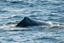 혹등고래 from Qaasuitsup, GL on 2024년 08월 26일 (월) at 08... by Toby Dickson · iNaturalist 혹등고래 (Megaptera novaeangliae)