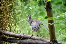 흰배뜸부기 from RWPX+W8X, Brahmaninadi, Odisha 770038, India on 2024년 08월 03일 (토) at 10:08 오전 by Digvijay Pattnaik... 
