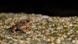 중국두꺼비 from 中國四川省眉山市洪雅縣 on 2024년 08월... at 01:06 오전 by Eric Kwan · iNaturalist 중국두꺼비 (Bufo gargarizans)