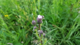 조뱅이 from Курская обл., Россия, 305014 on 2019년 06월 19일 (수) at 05:19 오후 by Rina Chen · iNaturalist... 